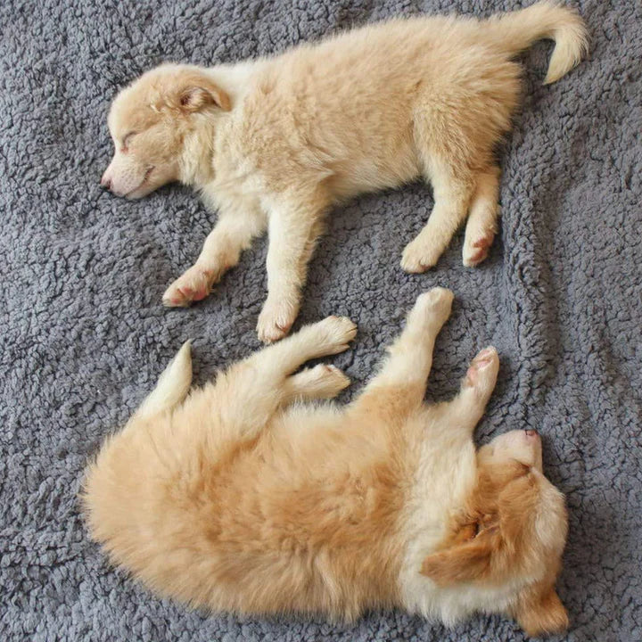 Soft Fluffy Fleece Dog Blanket For Home And On The Go