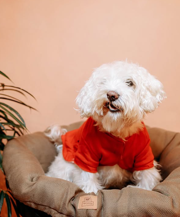 Casual Dog Shirt