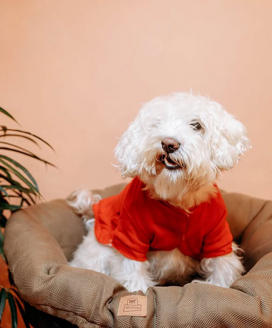 Casual Dog Shirt